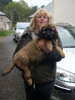 CHIOT COLLIER BLEU CIEL