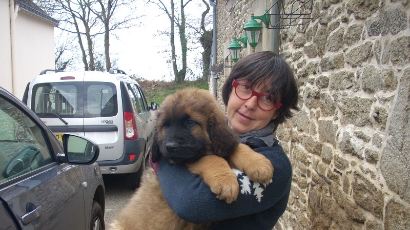 De la ville esbraies - Leonberger - Portée née le 12/01/2011