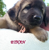 CHIOT